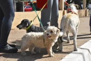 Perritos siendo paseados por sus dueños en Concordia promoviendo la tenencia responsable de mascotas