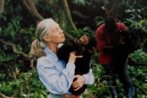 Jane Goodall observando a un chimpancé durante una de sus investigaciones en África