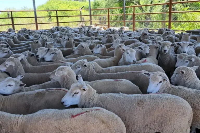 Faena de ovinos en Entre Ríos para exportación a Medio Oriente