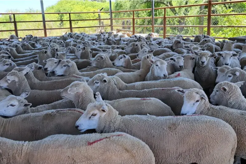 Faena de ovinos en Entre Ríos para exportación a Medio Oriente