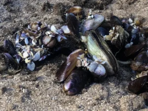 Marea roja y prevención de intoxicaciones por mariscos