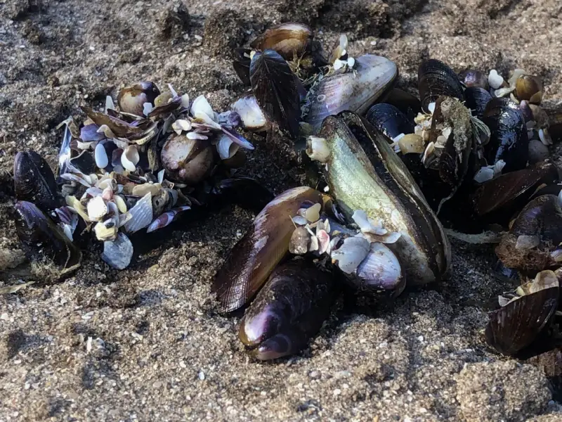 Marea roja y prevención de intoxicaciones por mariscos