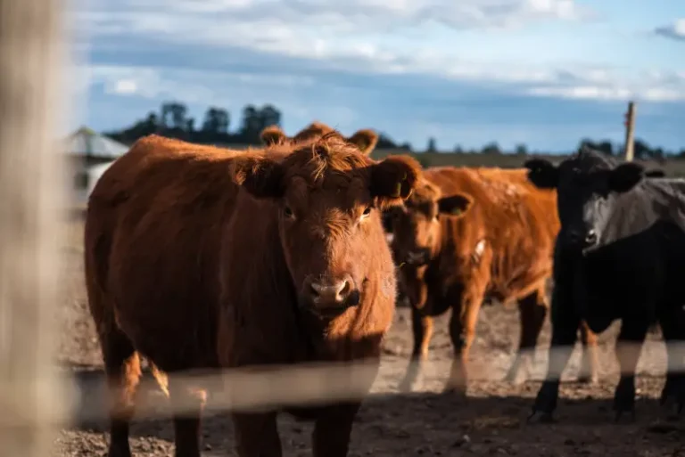 Vacas dentro de un corral. Protección de las marcas ganaderas.