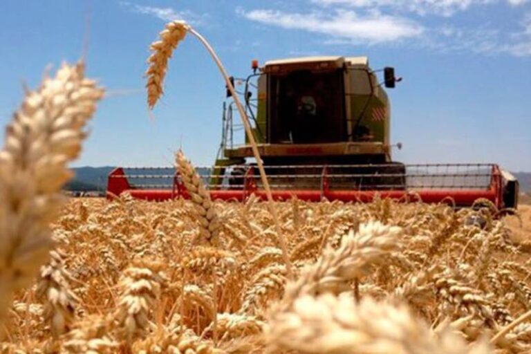 Maquina cosechando trigo para exportación