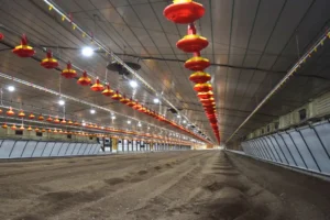 Interior de un galpón avícola de tecnología de punta con sistemas de bioseguridad y producción intensiva, mostrando infraestructura moderna de crianza de aves en un complejo agroindustrial.