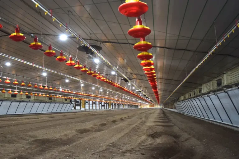 Interior de un galpón avícola de tecnología de punta con sistemas de bioseguridad y producción intensiva, mostrando infraestructura moderna de crianza de aves en un complejo agroindustrial.
