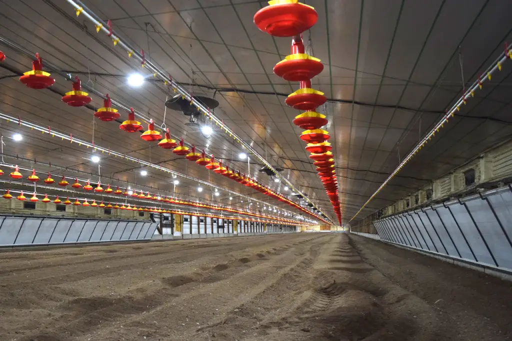 Interior de un galpón avícola de tecnología de punta con sistemas de bioseguridad y producción intensiva, mostrando infraestructura moderna de crianza de aves en un complejo agroindustrial.