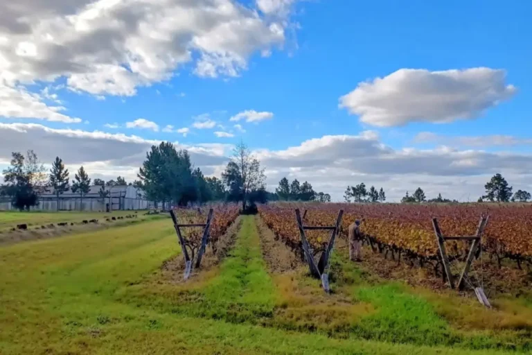 Finca Fénix, primer viñedo orgánico certificado de Entre Ríos, en La Criolla, Concordia.